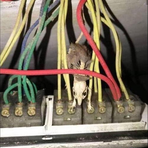 1) Mouse Electric