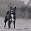 Oakley_Blackwolf