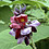 Ric_Donato