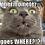 Swartkat Swartkat